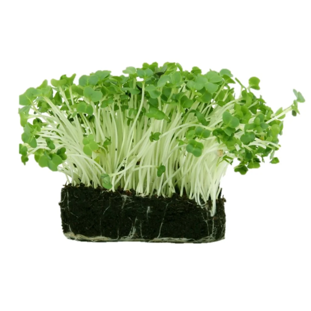 Radish - Micro green Seeds - Image 3