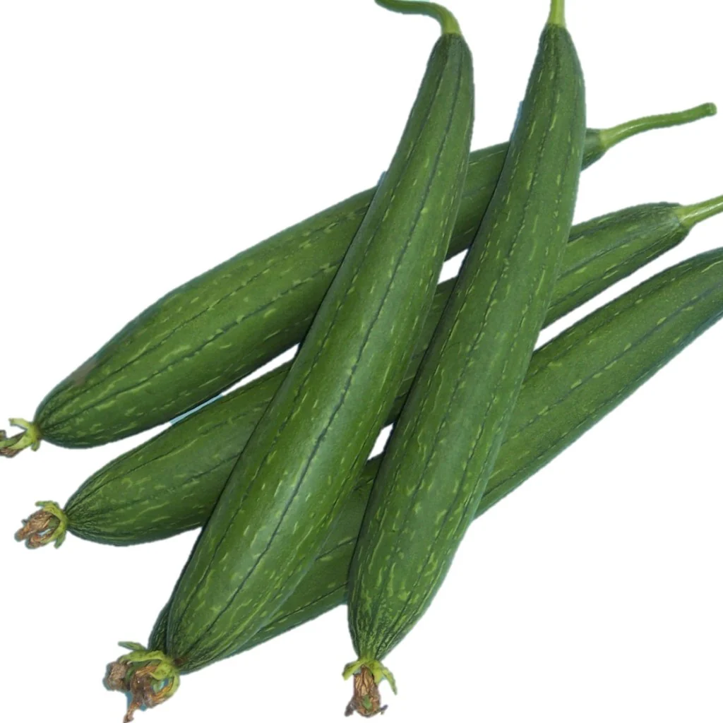 Sponge Gourd Seeds F-1 Hybrid US-291 (Dark Green)
