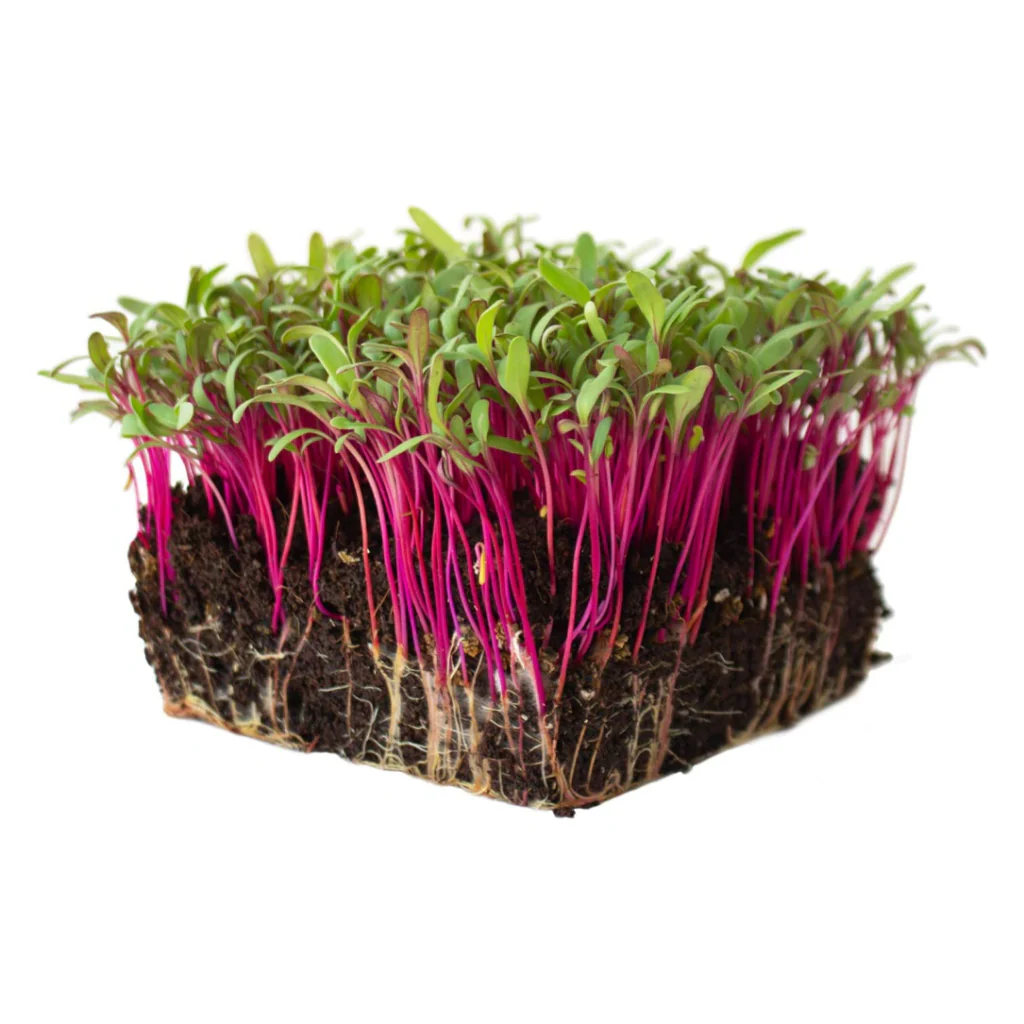 Beetroot - Micro Green Seeds - Image 3