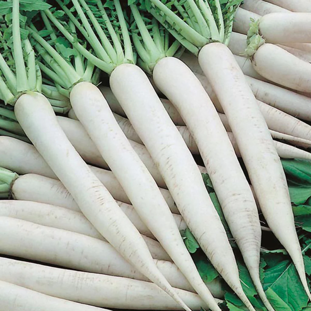 Radish Seeds Mino Early - Image 3