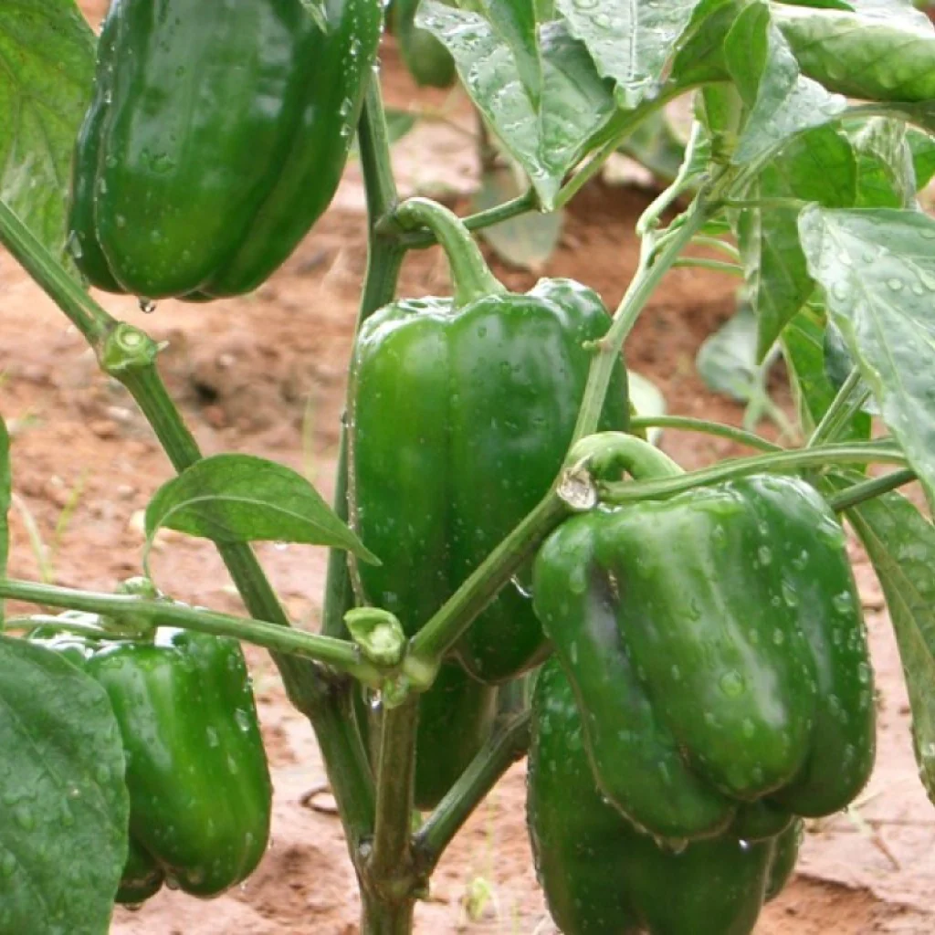 Capsicum Seeds California Wonder