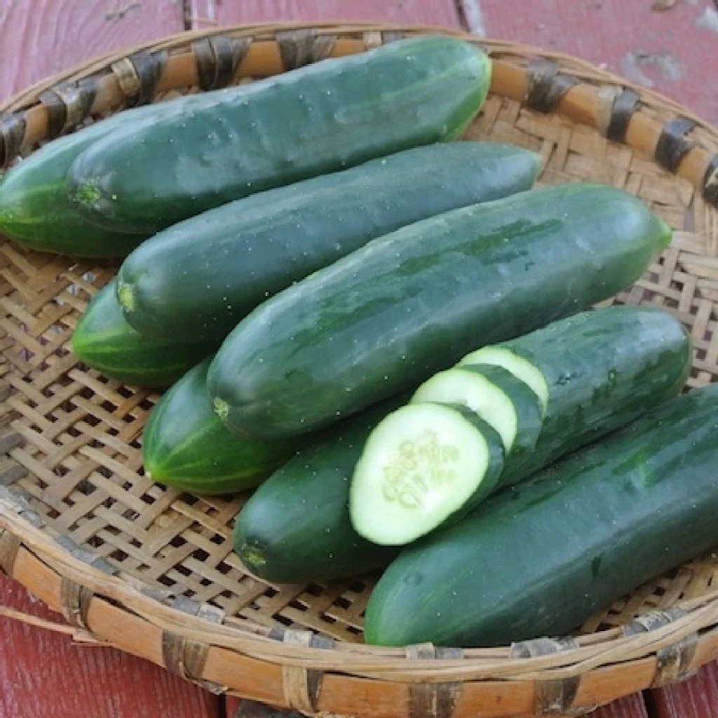 Cucumber Seeds- Poinsette - Image 3