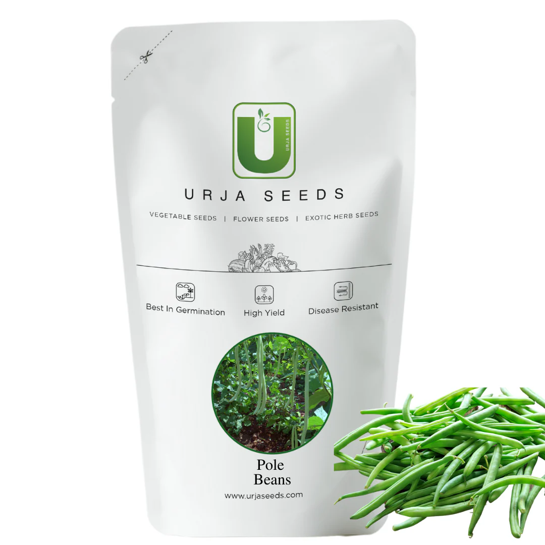 Pole Beans Seeds - Image 3