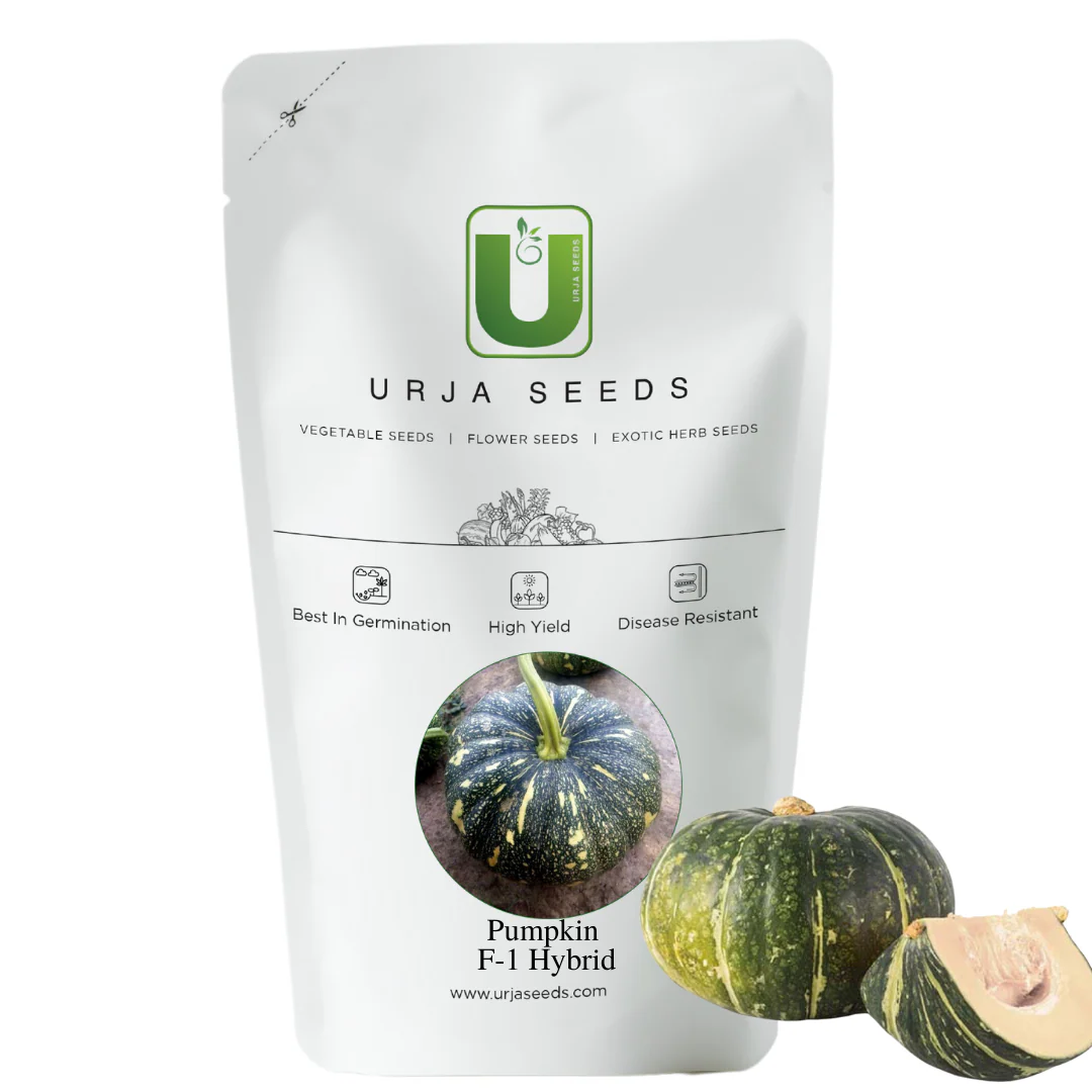 Pumpkin Seeds F-1 Hybrid US-101 (Large) - Image 2