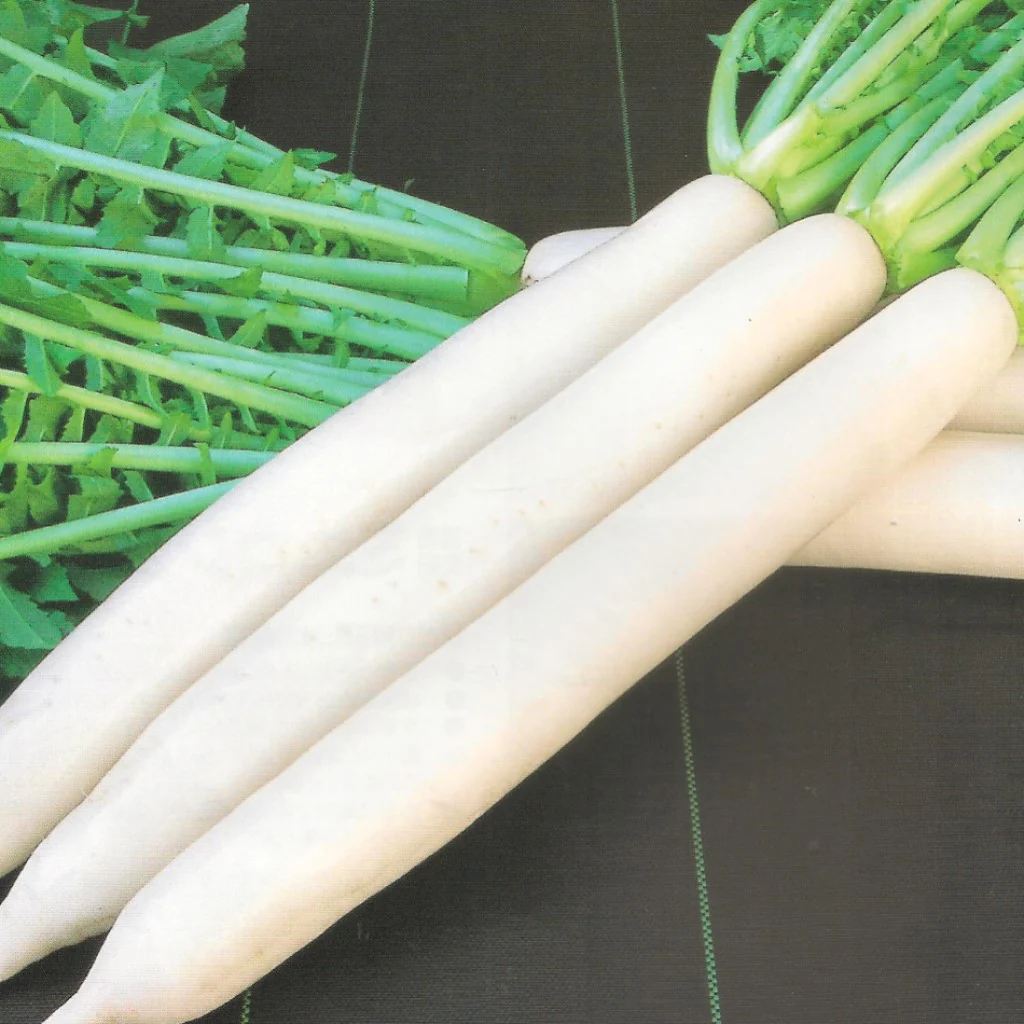 Radish Seeds F-1 Hybrid US-66 - Image 3
