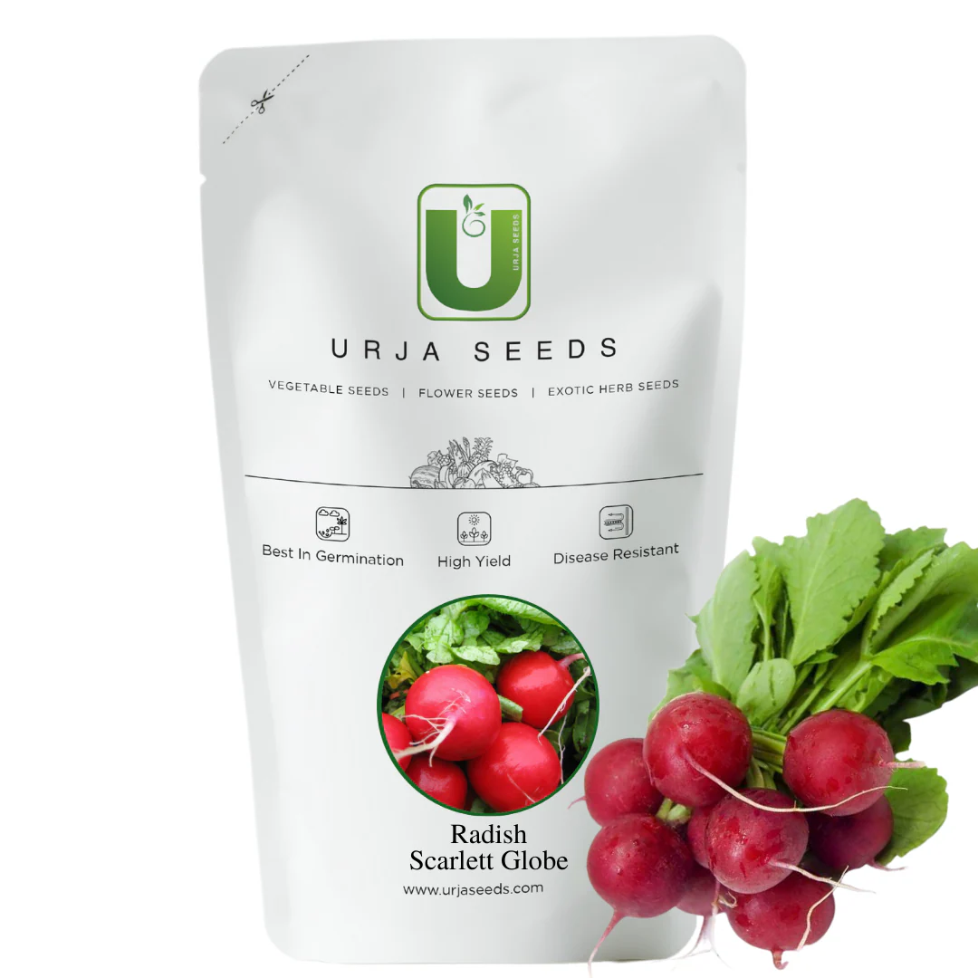 Radish Seeds Scarlet Globe - Image 2