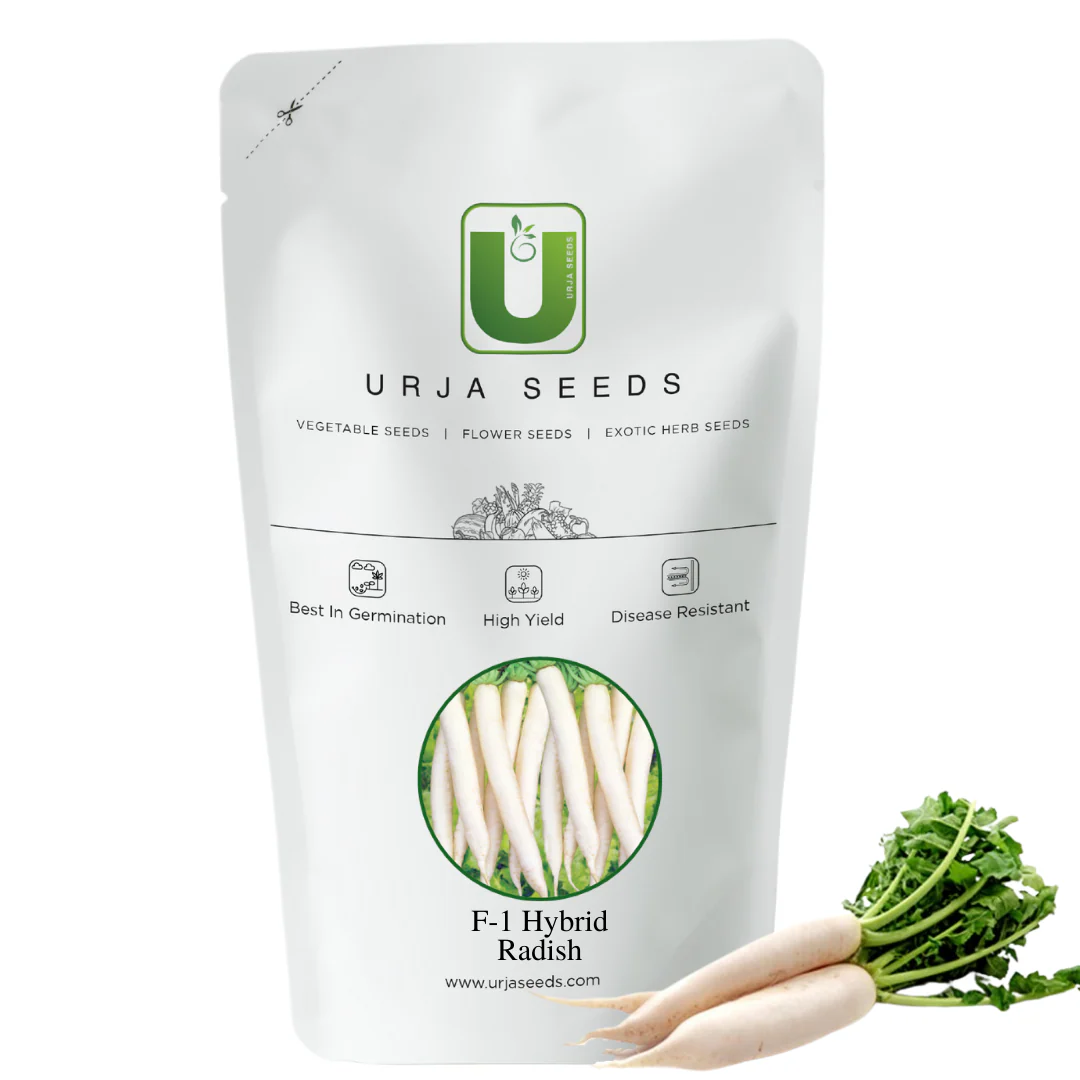 Radish Seeds F-1 Hybrid Kailash - Image 3