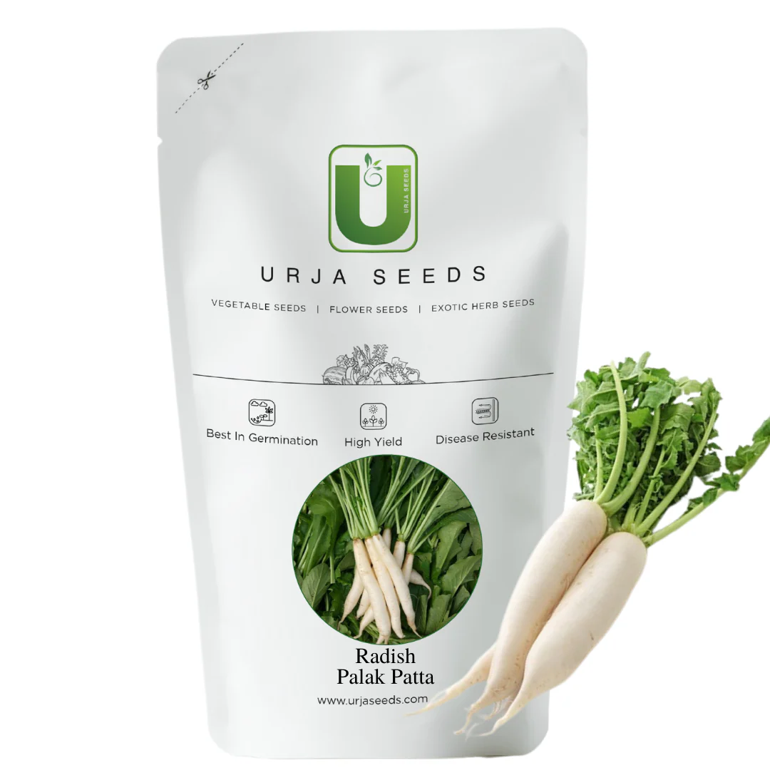 Radish Seeds Palak Patta - Image 3