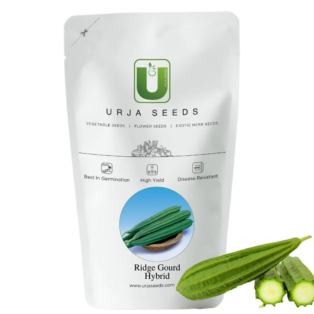 Ridge Gourd Seeds F-1 Hybrid US-595 (Green) - Image 3