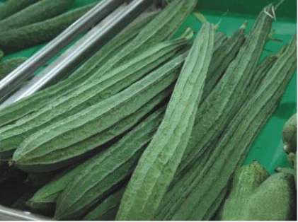 Ridge Gourd Seeds F-1 Hybrid US-595 (Green) - Image 2