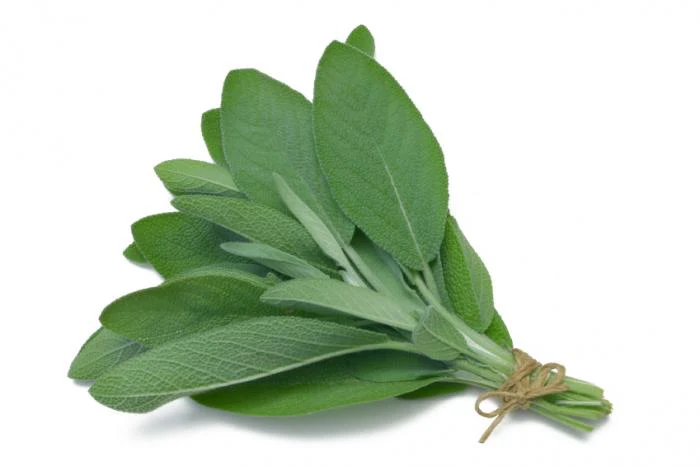 Sage Seeds-5GMS - Image 3