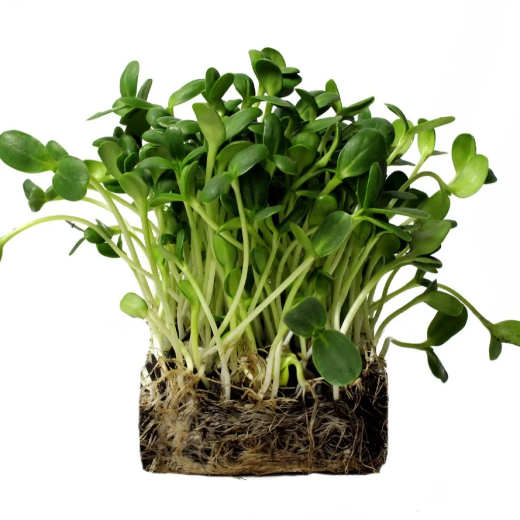 Sunflower Micro green Seeds - Image 3