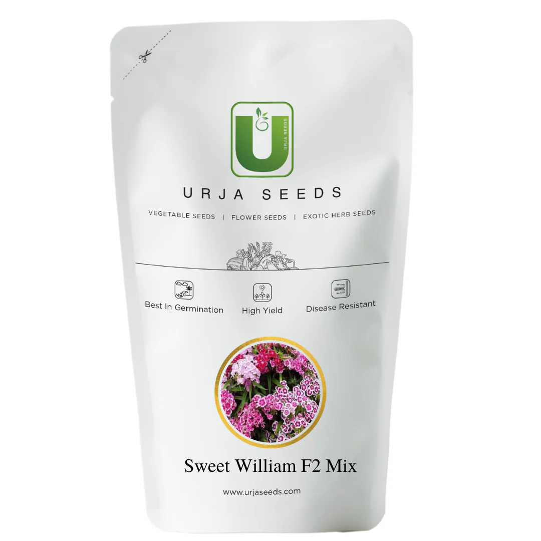 Sweet William F2 Mix-Flower Seeds - Image 2