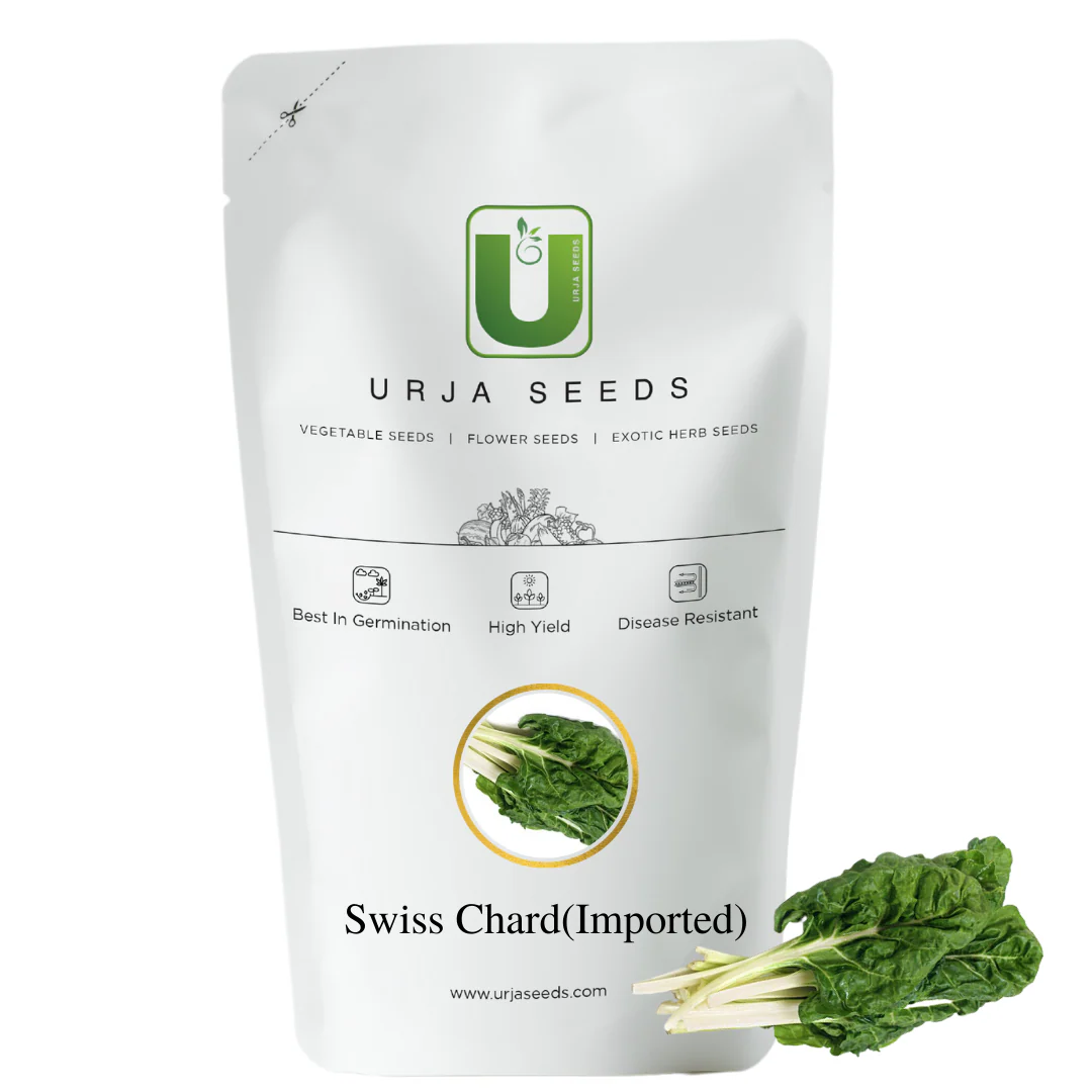 Swiss Chard- Super Green - Image 2