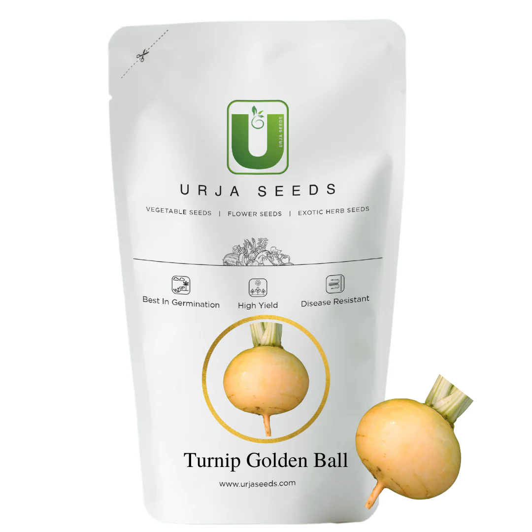 Turnip Seeds Golden Ball - Image 3