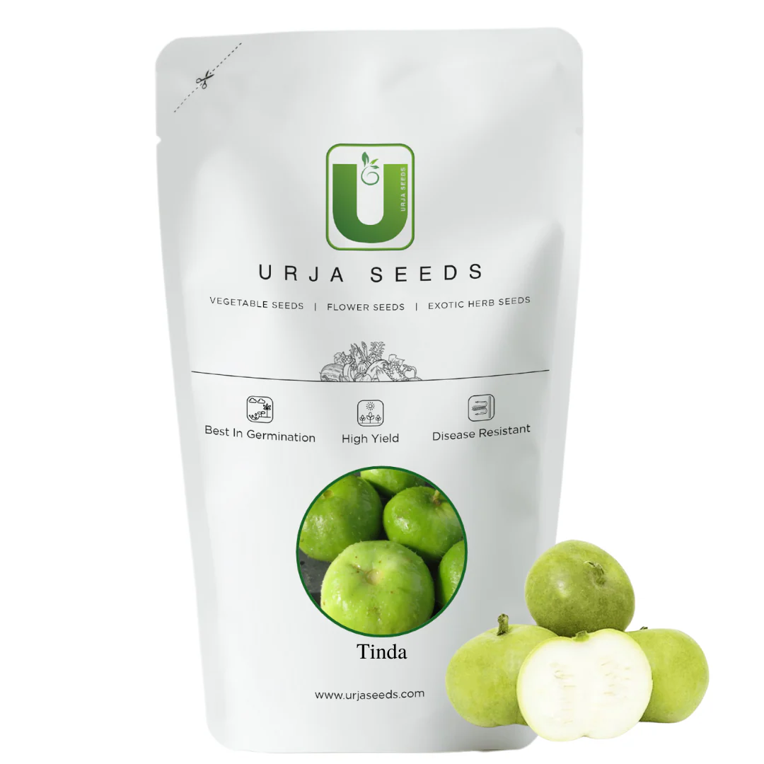Tinda Seeds Navneet (Round Gourd) - Vegetable Seeds - Image 2