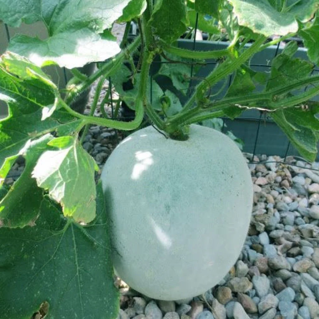Ash Gourd Seeds F-1 Hybrid US 102 - Image 2