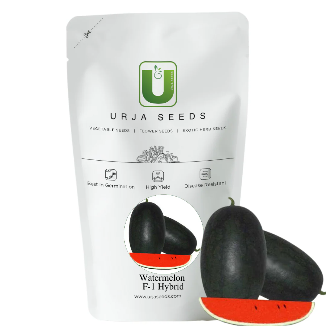Watermelon Seeds F-1 Hybrid US-20011 Icebox - Image 3