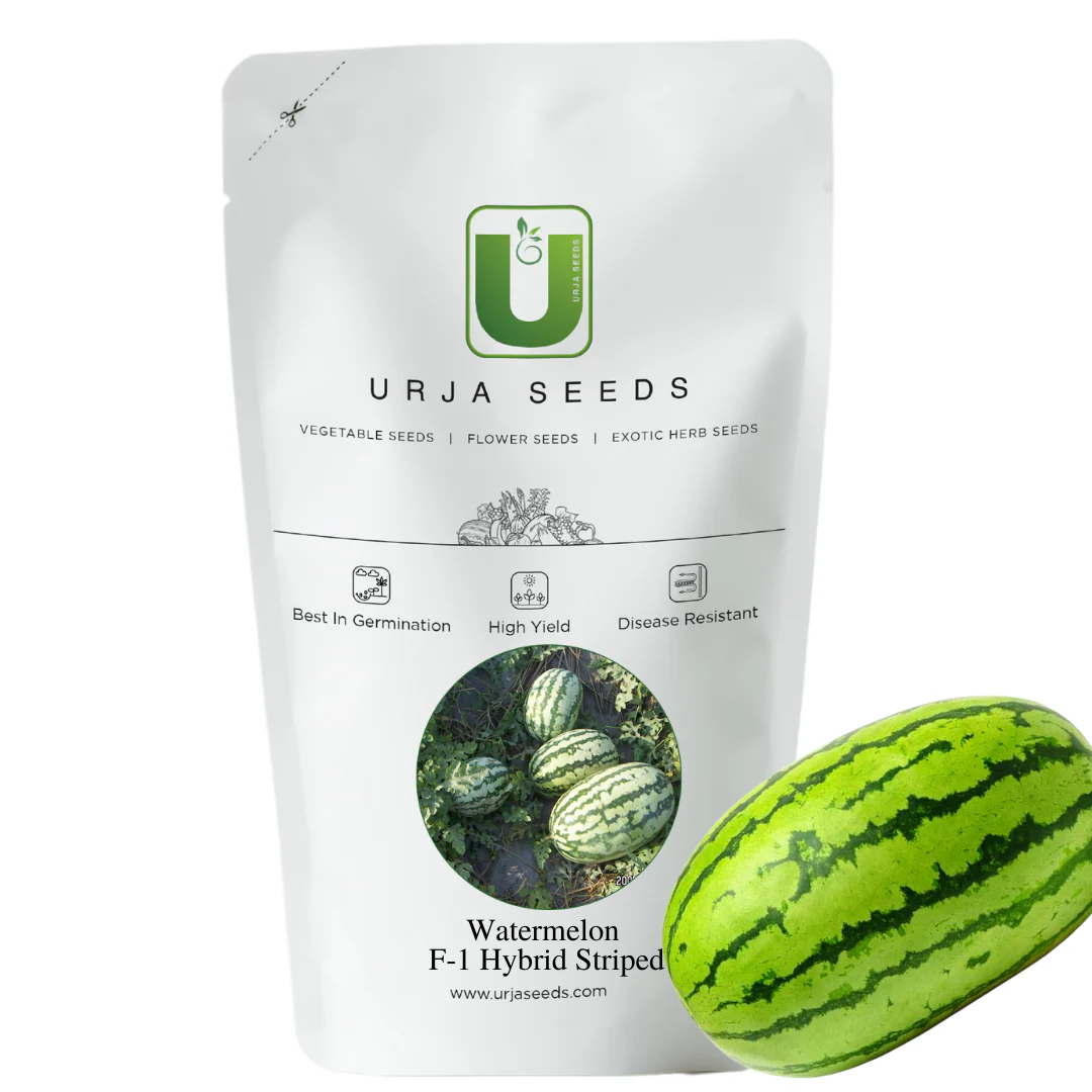 Watermelon Seeds F-1 Hybrid US-777 Striped (Indian) - Image 3