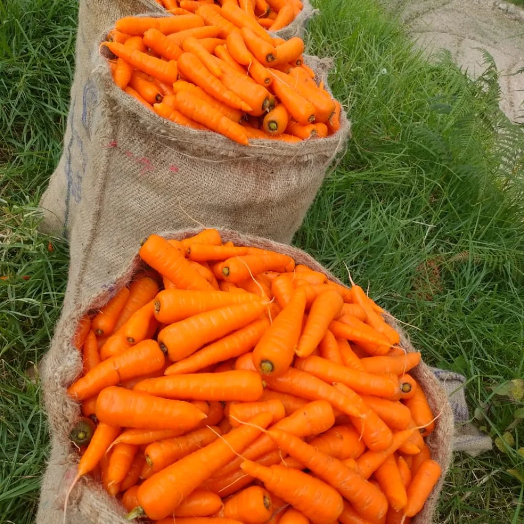 Carrot Seeds F-1 Hybrid Nintendo - Image 2