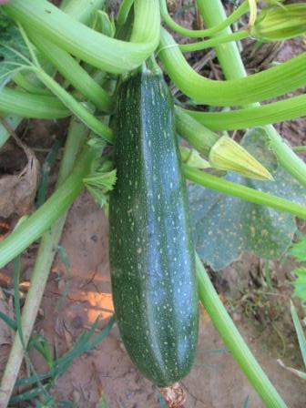 Zucchini Seeds F-1 Hybrid - Green - Image 3