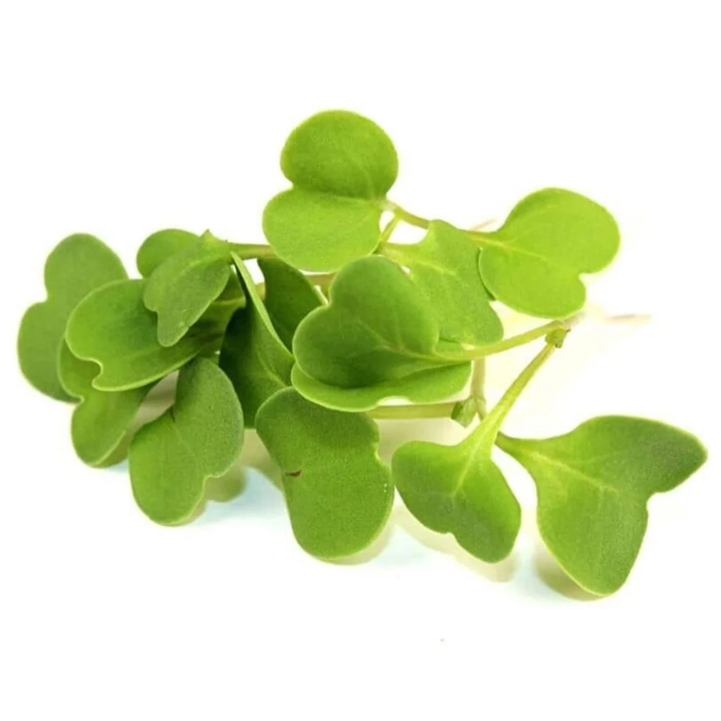 Arugula - Micro green Seeds - Image 3