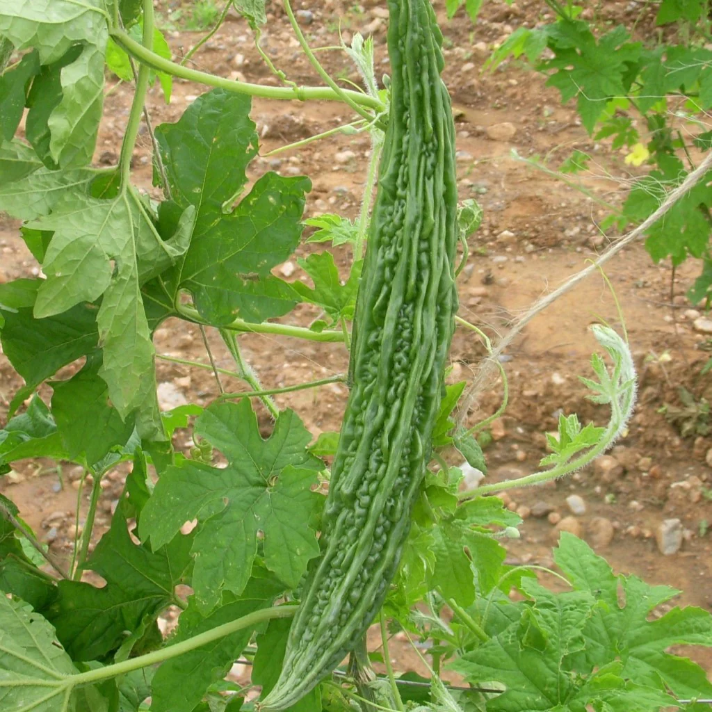 Bitter Gourd Seeds F-1 Hybrid US 444 - Image 2