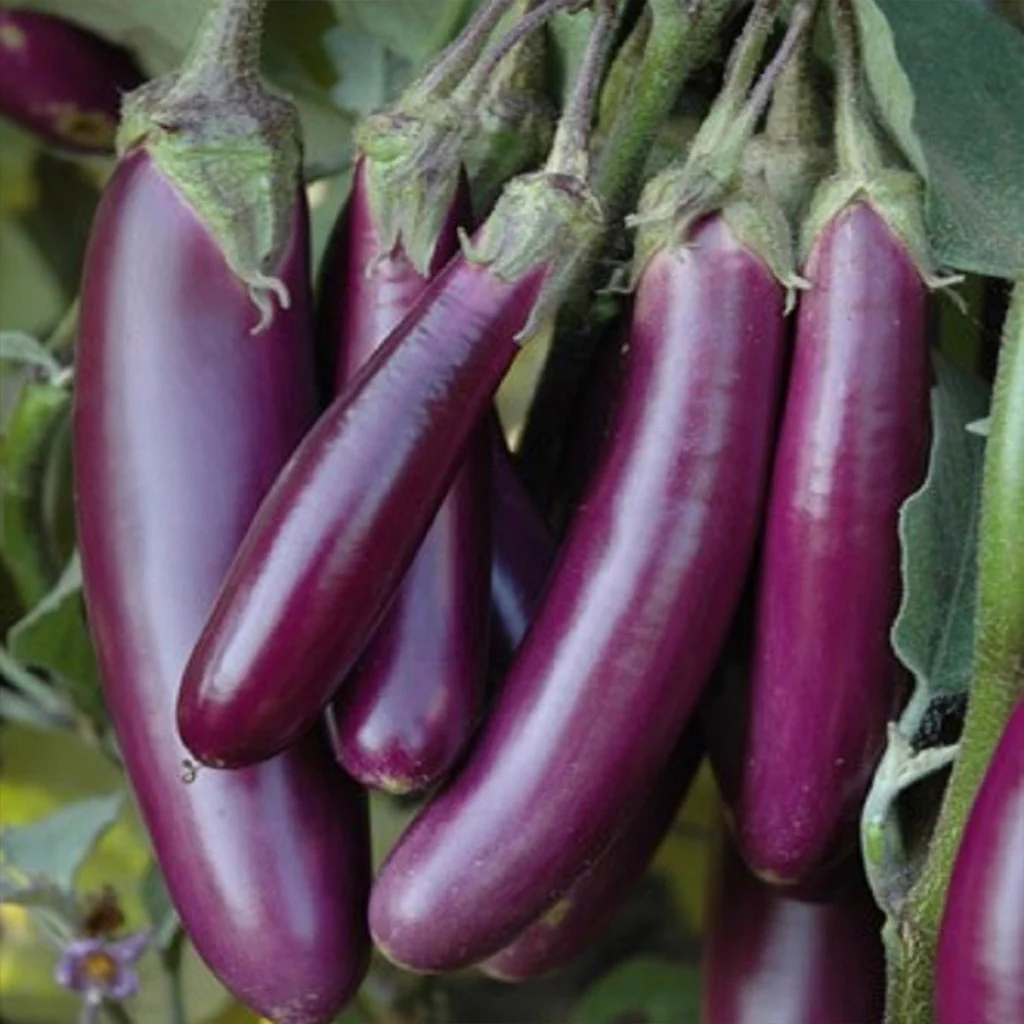 Brinjal Seeds PUSA Purple Long (PPL) - Image 3