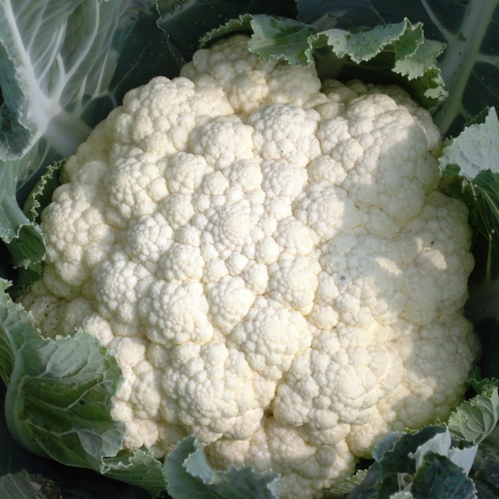 Cauliflower Seeds F-1 Hybrid Summit - Image 3
