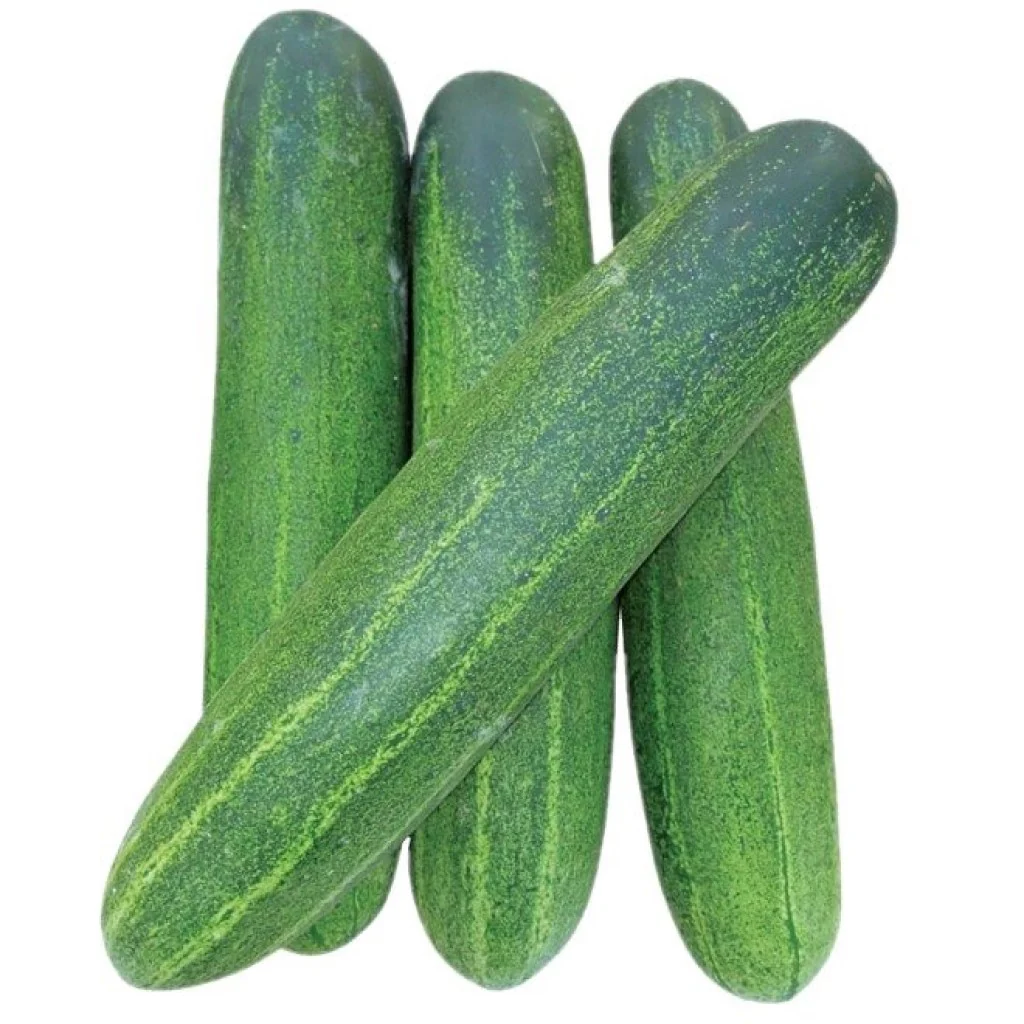 Cucumber Seeds F-1 Hybrid Thai Green