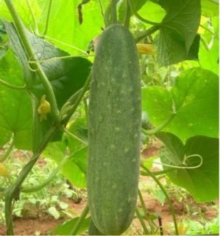 Cucumber Seeds F-1 Hybrid US-5050 - Image 4