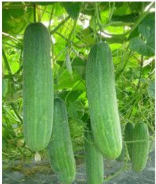 Cucumber Seeds F-1 Hybrid US-5050