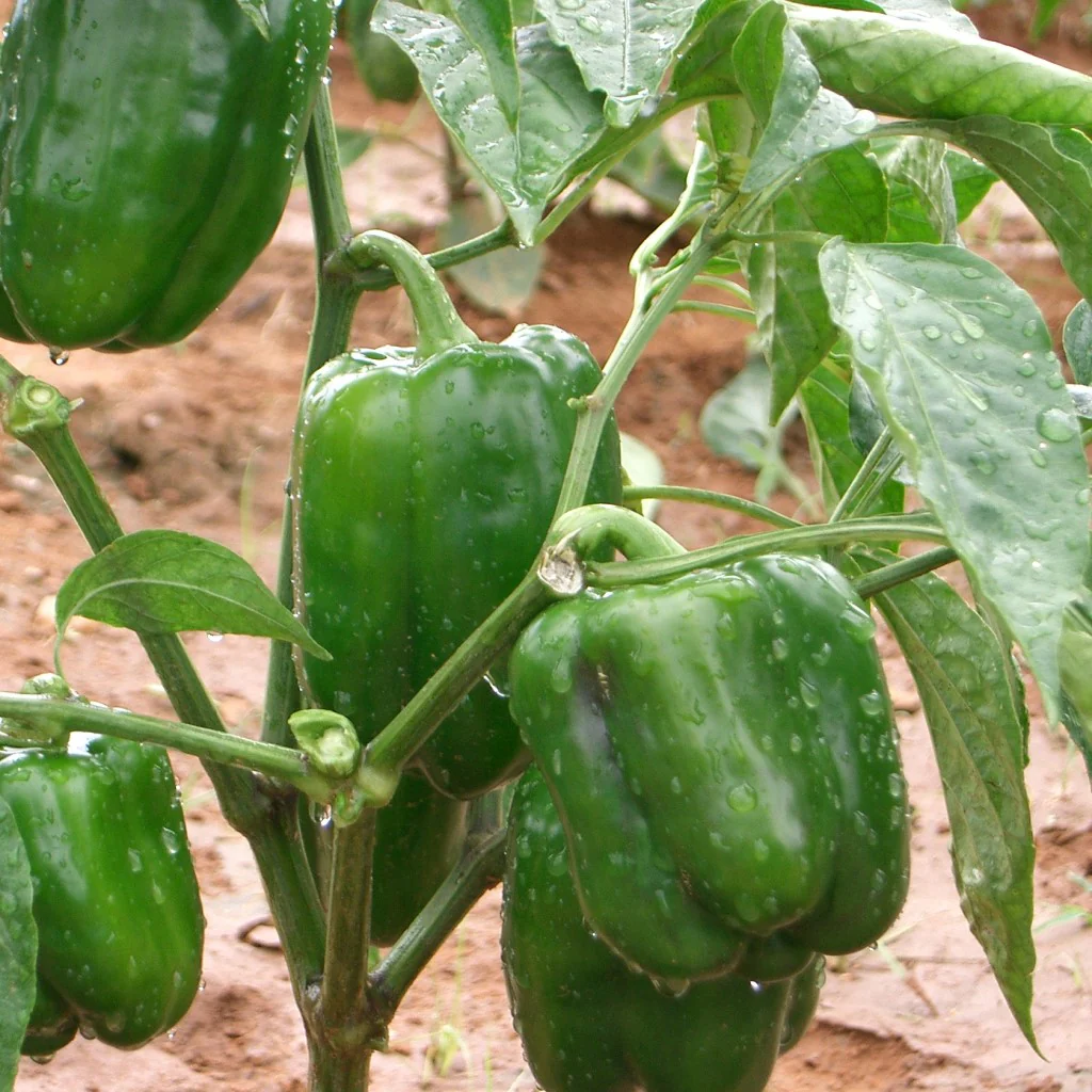 Capsicum Seeds F-1 Hybrid Discover - Image 3
