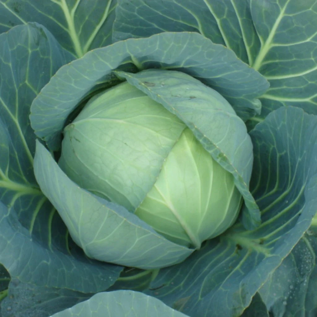 Cabbage Seeds F-1 Hybrid Superball