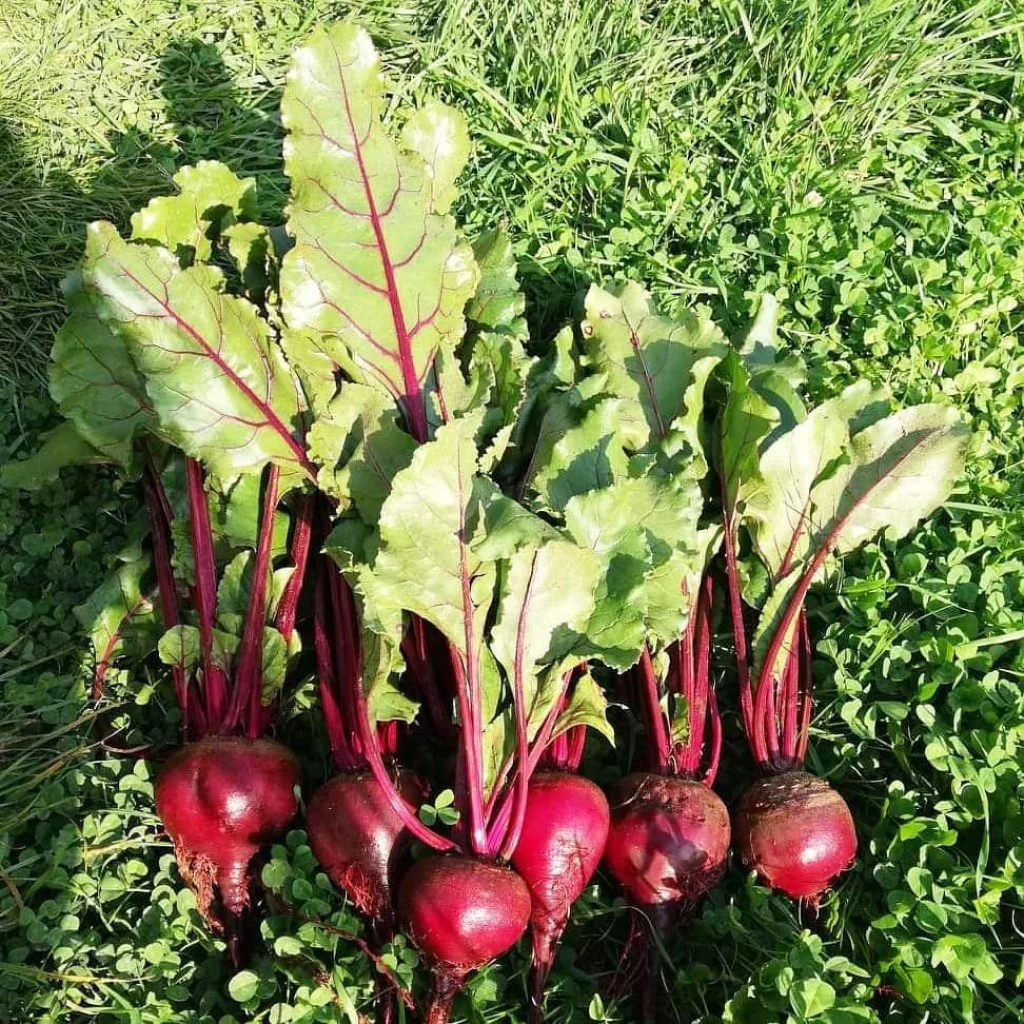 Beetroot Seeds- Detroit Dark Red (DDR) - Image 2