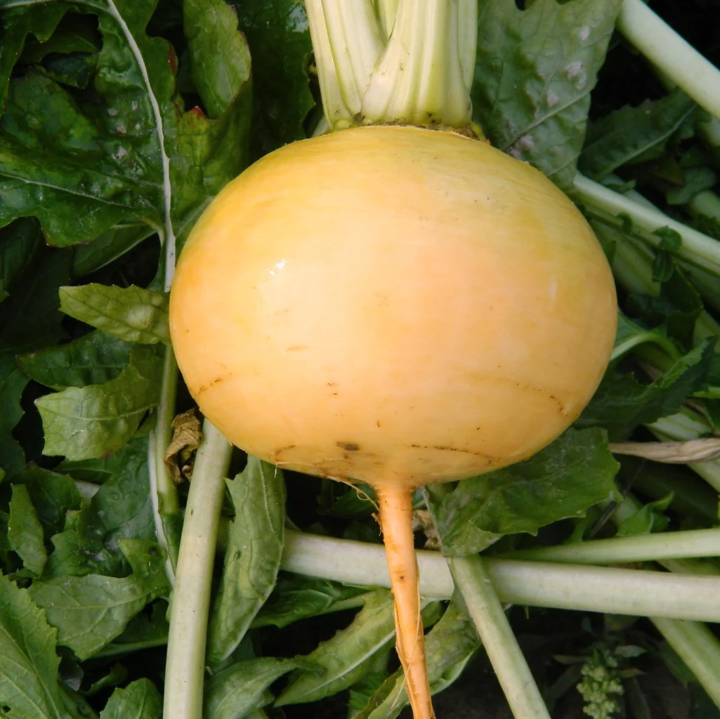 Turnip Seeds Golden Ball - Image 2