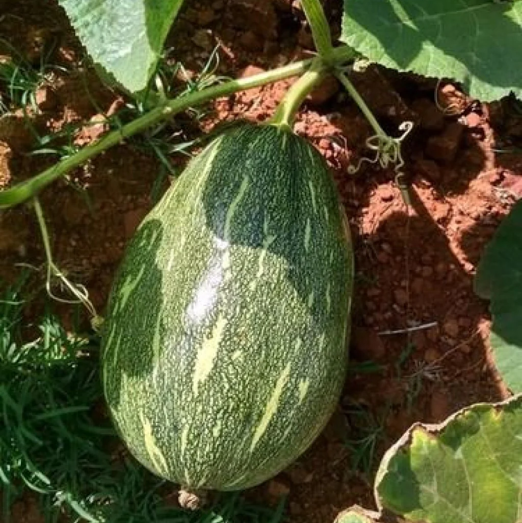 Pumpkin Seeds F-1 Hybrid US-101 (Large)