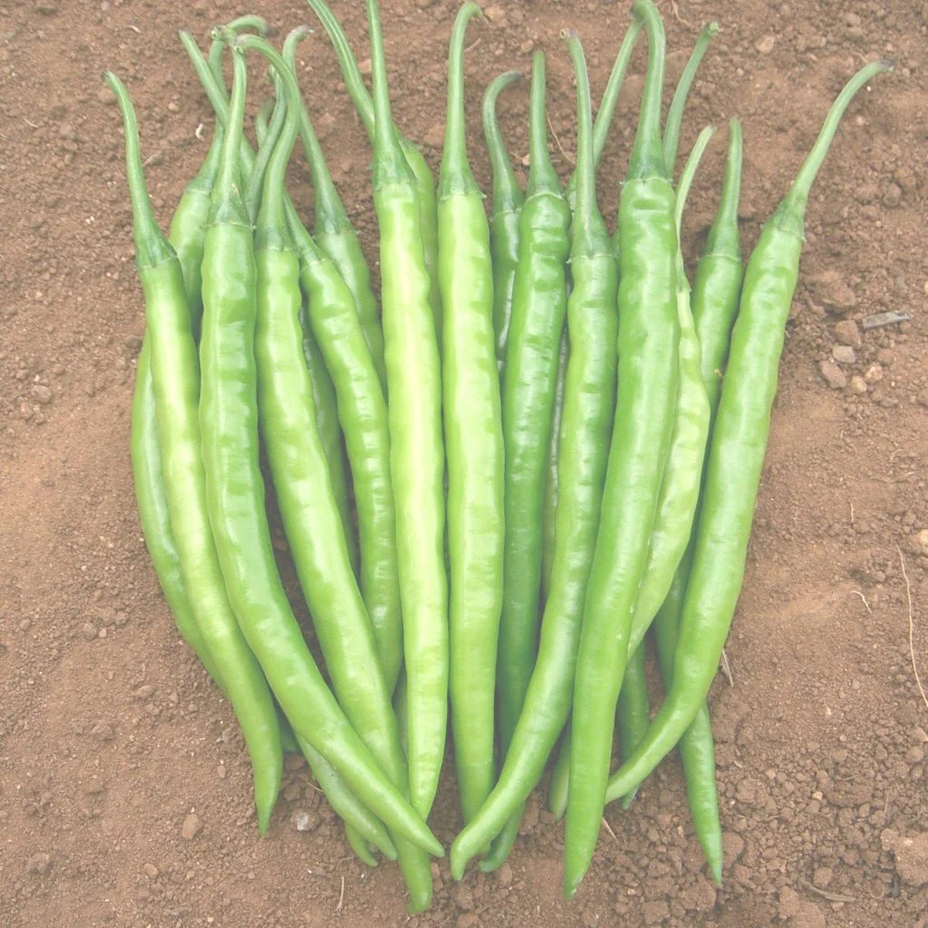 Chilli Seeds F-1 Hybrid US-327 - Image 3