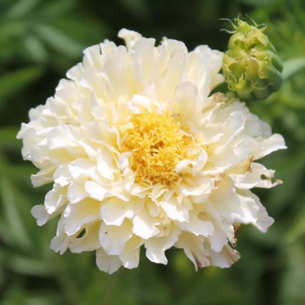 Marigold Kilimanjaro White - Flower Seeds