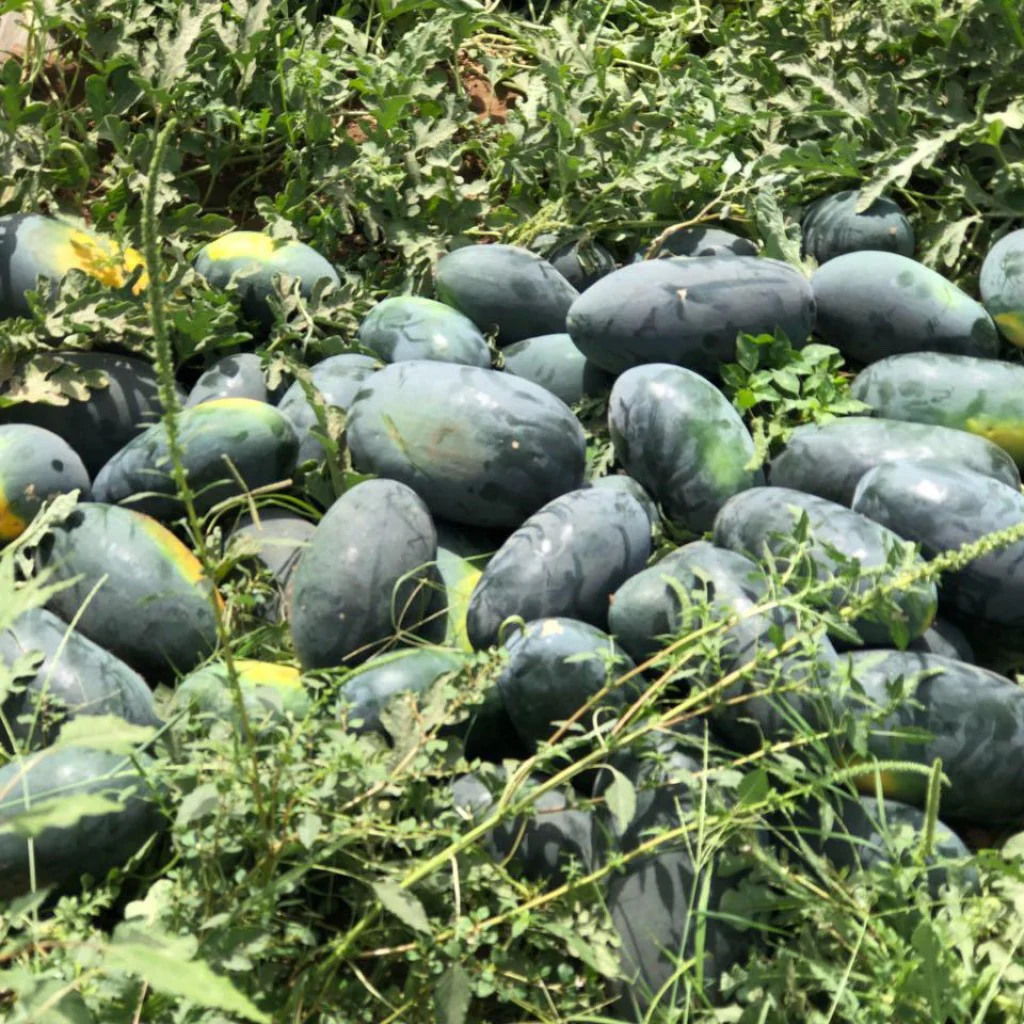 Watermelon Seeds F-1 Hybrid US-20011 Icebox - Image 2