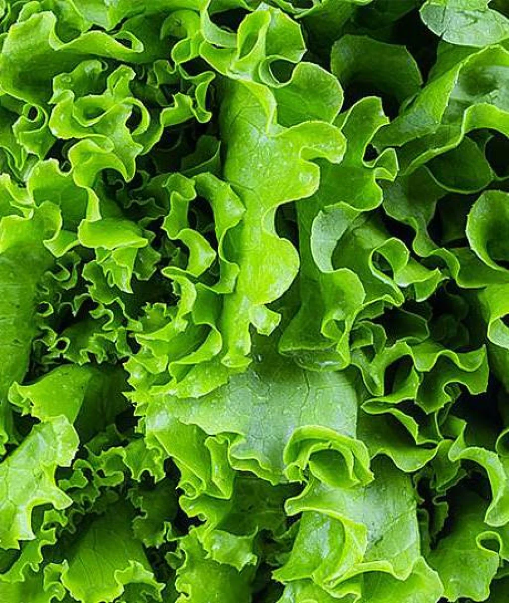 Lettuce Green Curled - Vegetable Seeds - Image 3