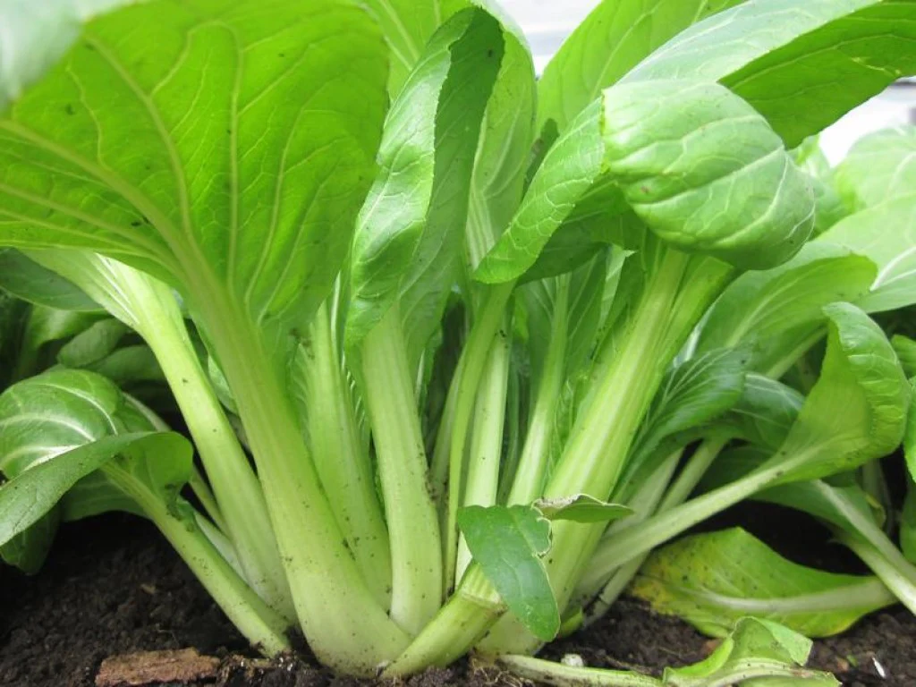 Pak Choi Seeds All Green - Image 3