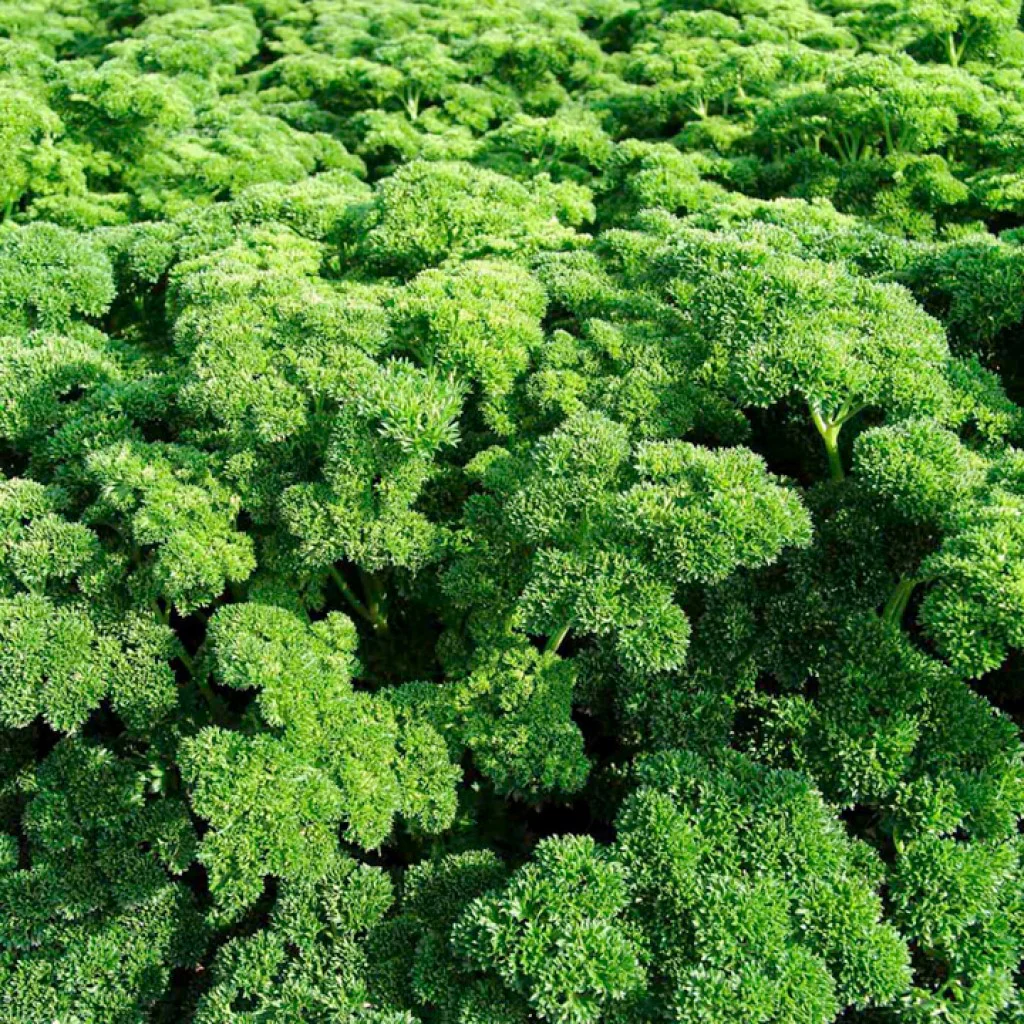 Parsley Seeds-Cress Curled - Image 3
