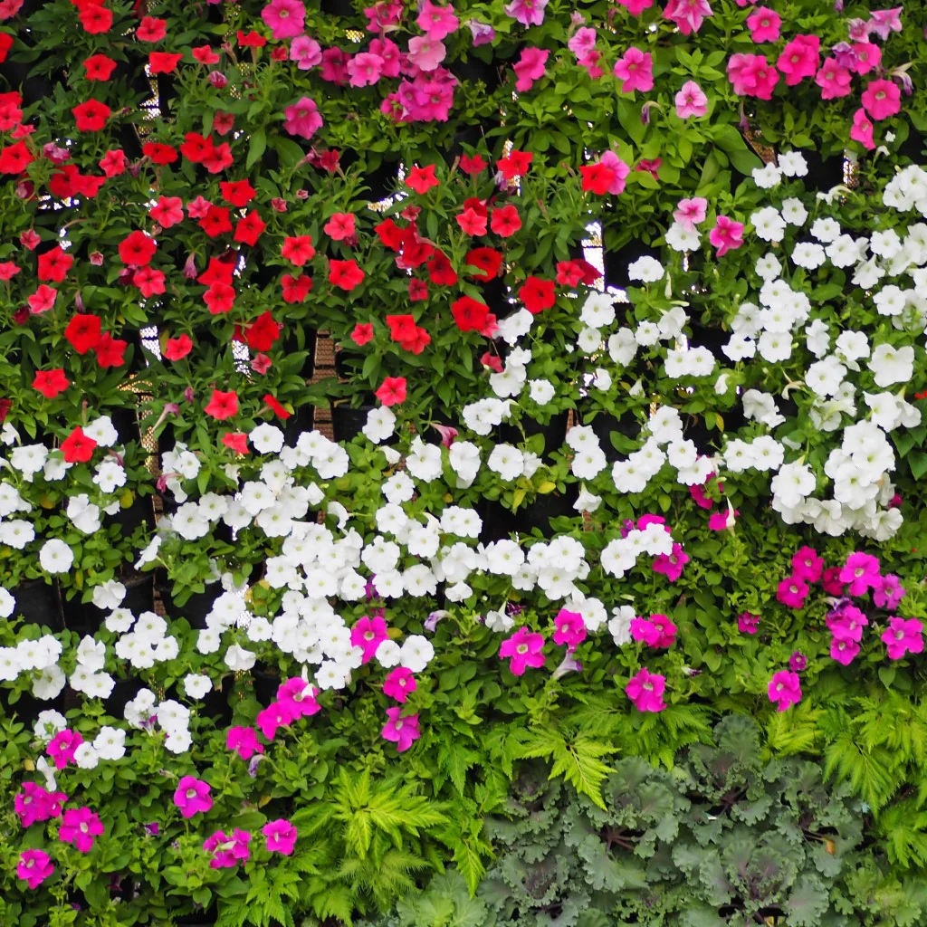Vinca Rosea Mix - Flower Seeds