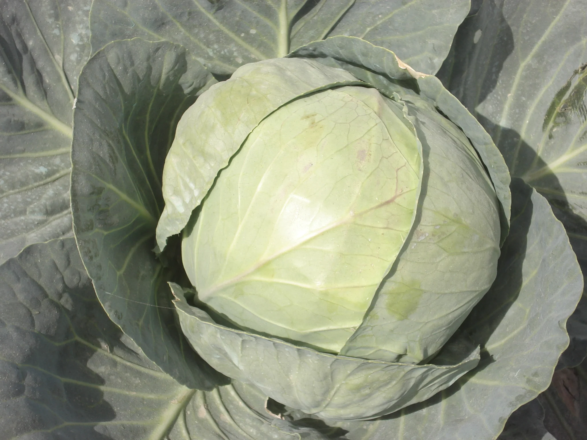 Cabbage Seeds F-1 Hybrid Pluto - Image 3