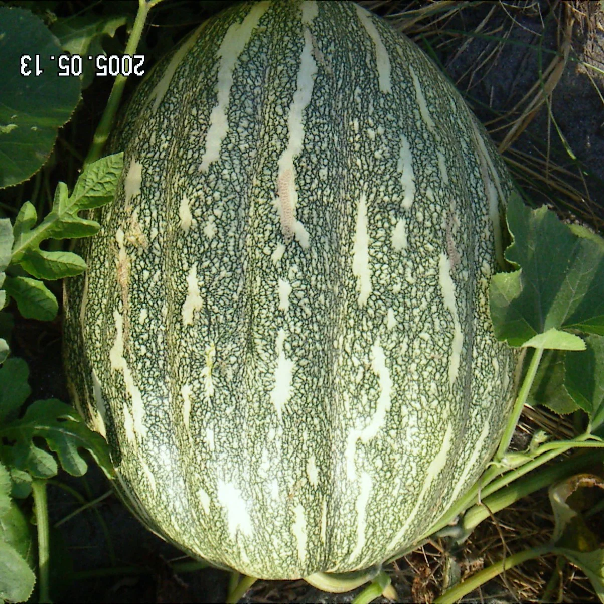 Pumpkin Seeds F-1 Hybrid US-101 (Large) - Image 3