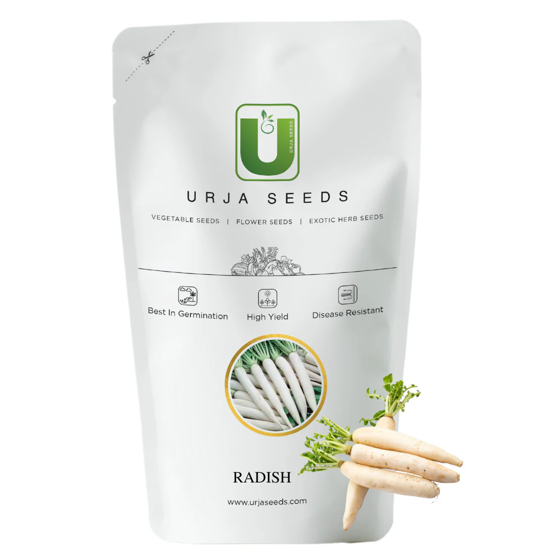 Radish Seeds Mino Early - Image 2