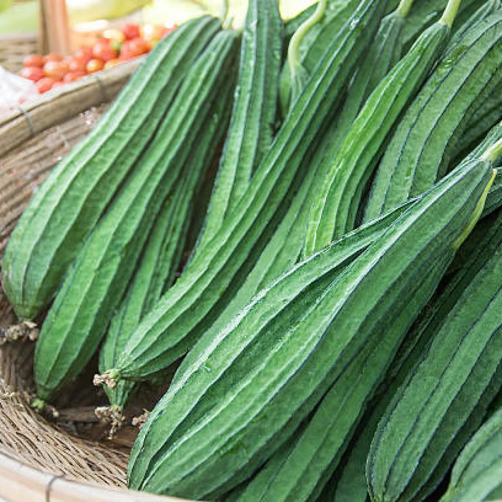 Ridge Gourd Seeds F-1 Hybrid US-395 (Imp) - Image 2