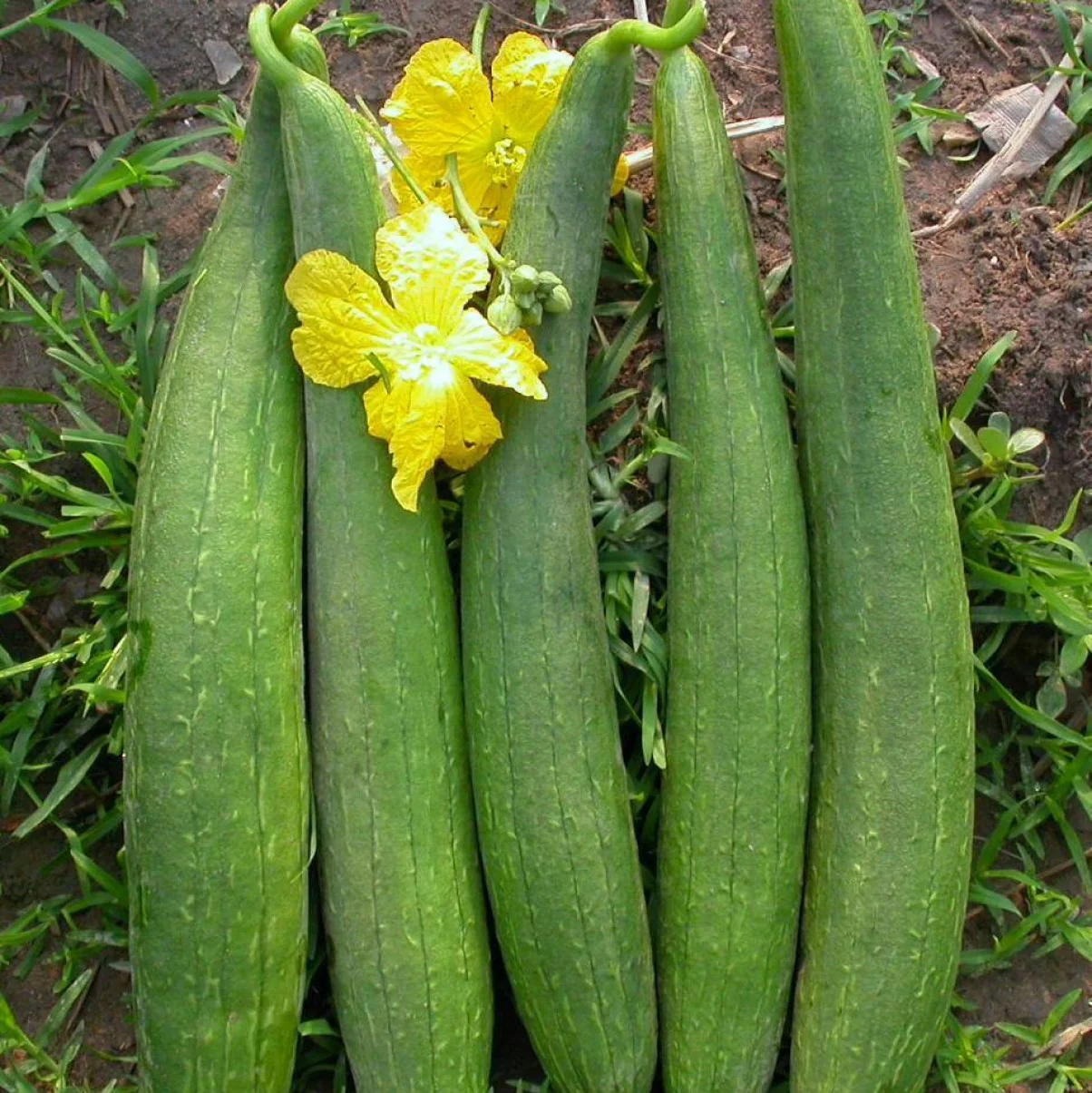 Sponge Gourd Seeds F-1 Hybrid US-291 (Dark Green) - Image 2