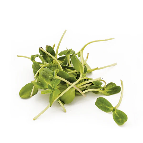 Sunflower Micro green Seeds